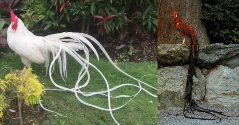 Onagadori