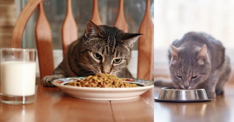 poisonous foods for cats