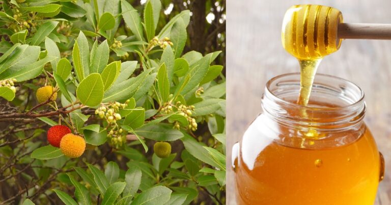 Corbezzolo honey