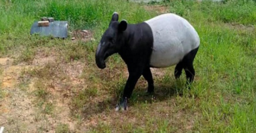 Malayan Tapir