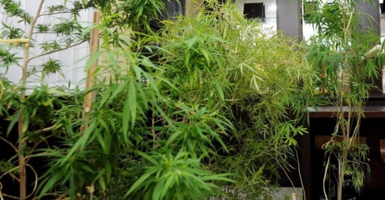 cannabis