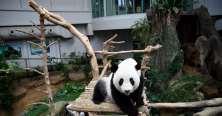 giant panda