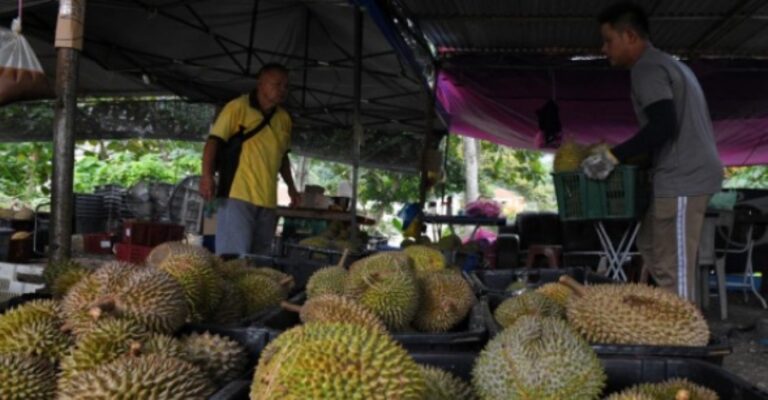 Penang durian