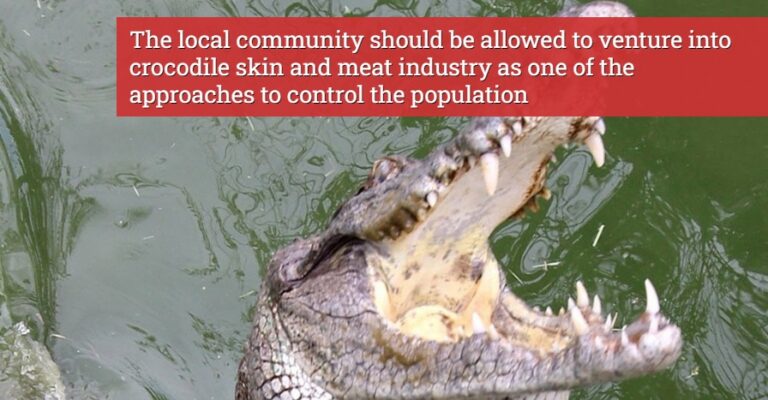 crocodile