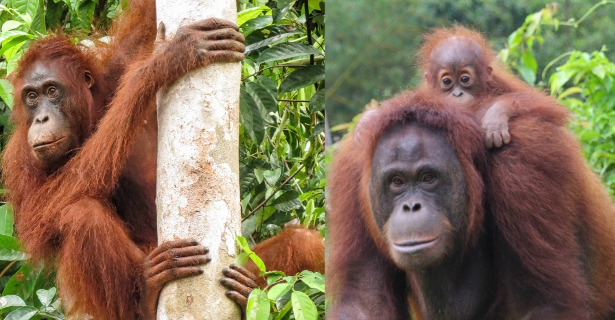 strength of orangutans