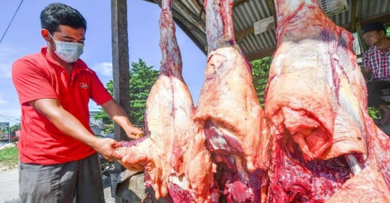 Qurban meat