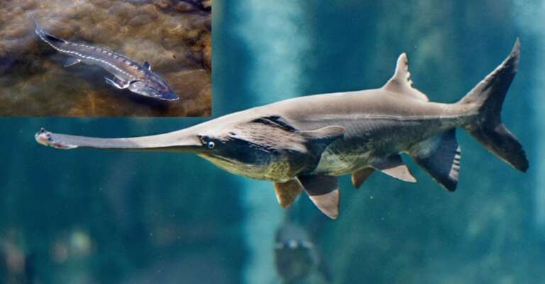 wild Yangtze Sturgeon