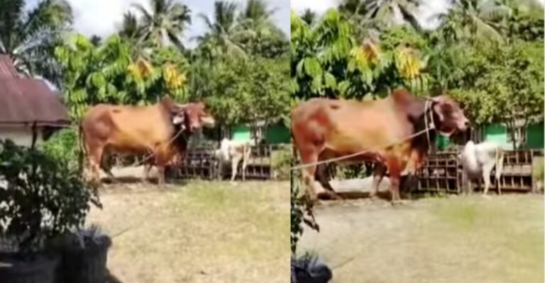 humongous cow
