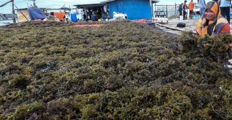 seaweed