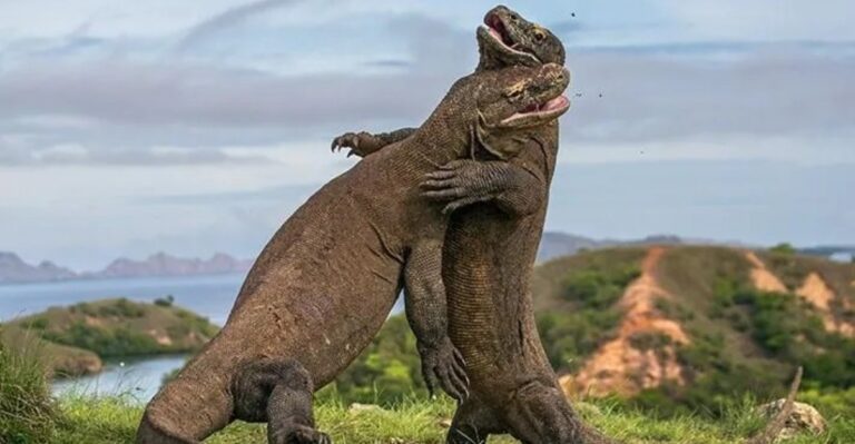Komodo National Park