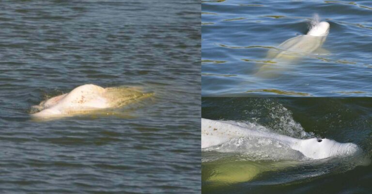 beluga whale