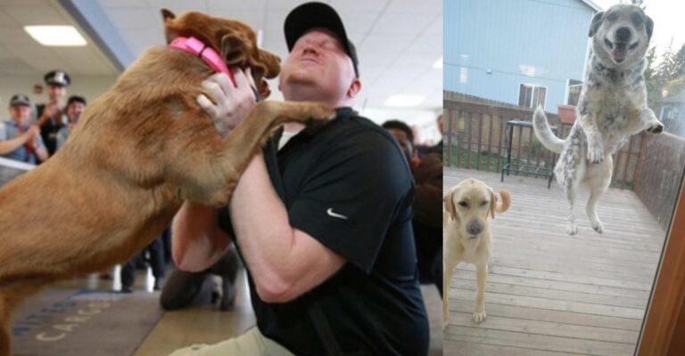 dogs are sentimental