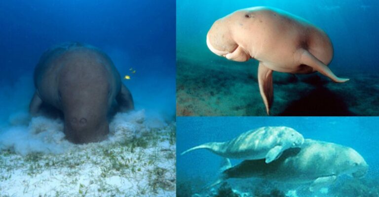 dugong