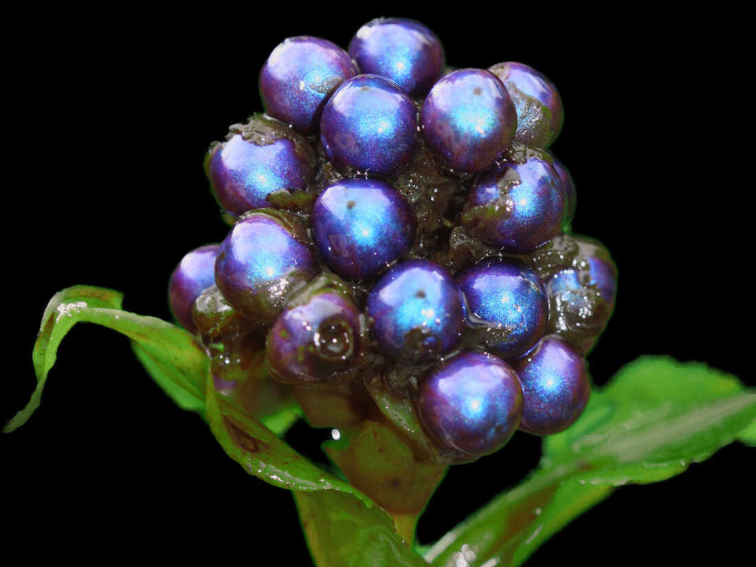 marble berry