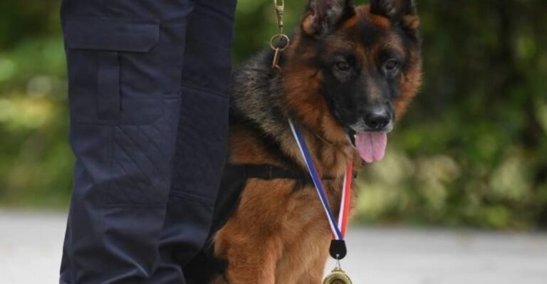 K-9