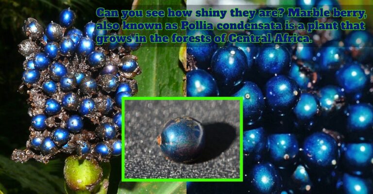 marble berry