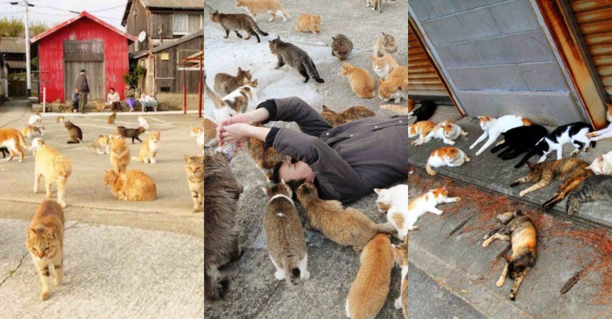 Feeding Cats on famous Aoshima nekojima Japanese cat island pier Stock  Photo