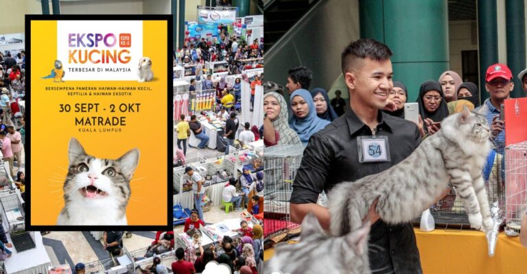 cat expo
