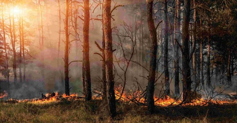 heatwaves and wildfires