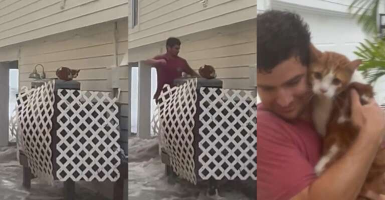 hero