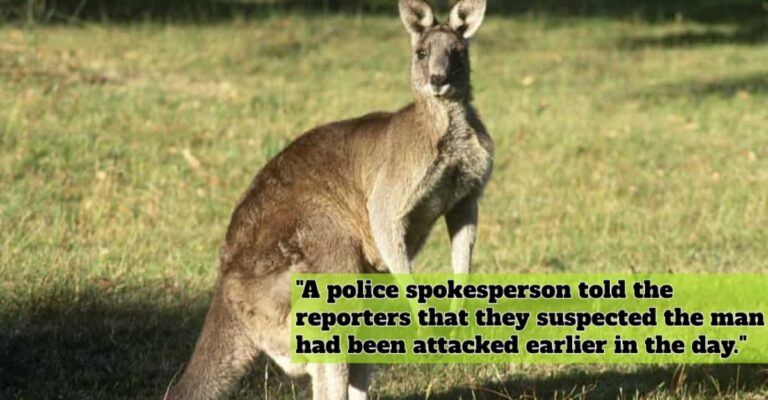 kangaroo