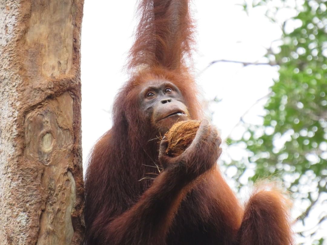 Orangutan