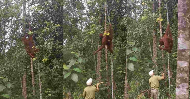 orangutans