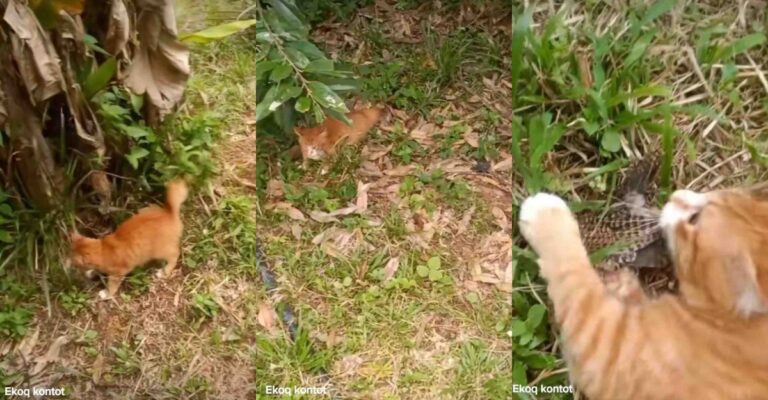oyen