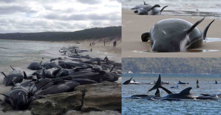 pilot whales