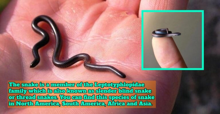 Barbados Threadsnake
