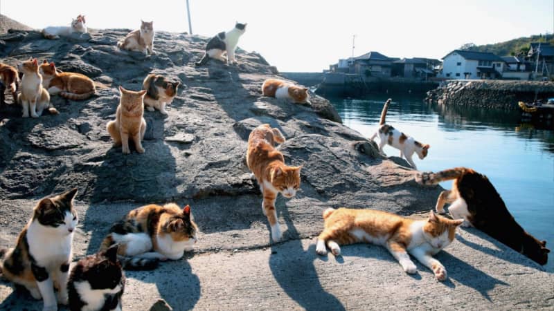 cat islands