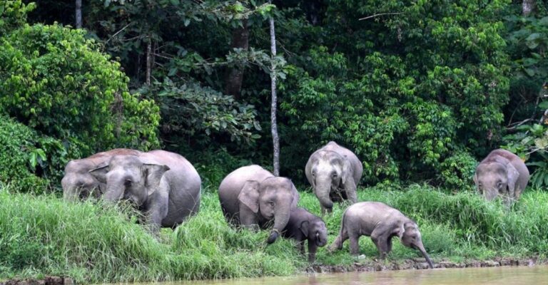 elephants