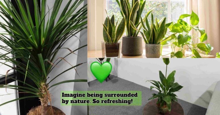 houseplants