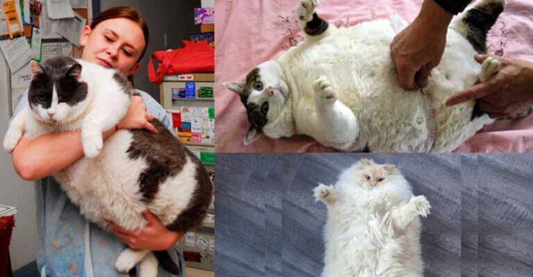 obesity