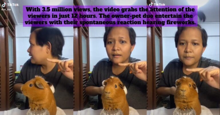 guinea pig