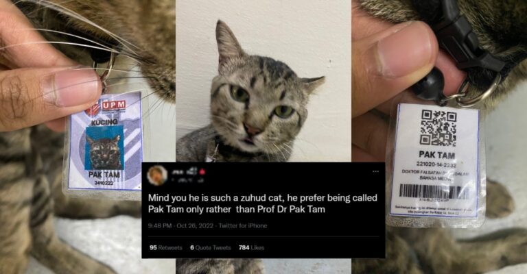 pak tam the cat