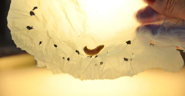 wax