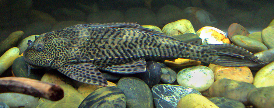 suckermouth catfish