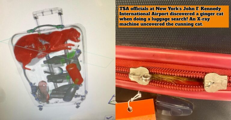 TSA