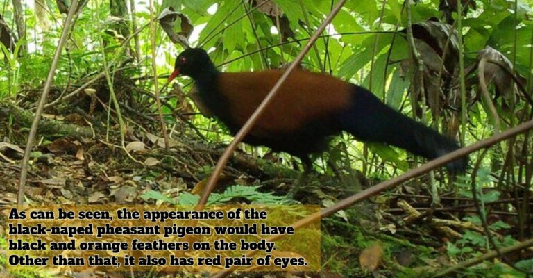black-naped pheasant pigeon