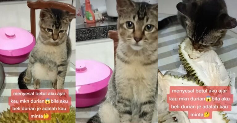 cat