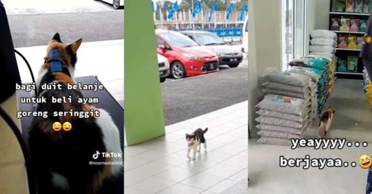 cat
