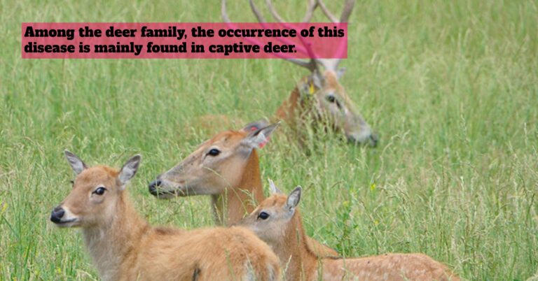 cwd
