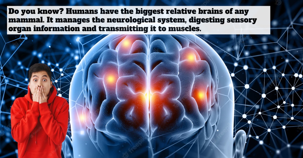 facts about brain