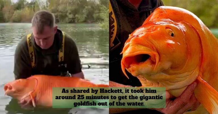 goldfish