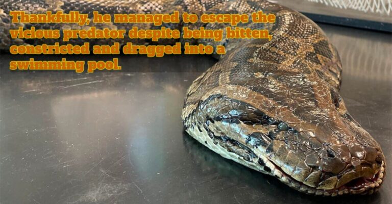 python