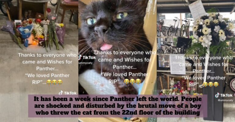 panther