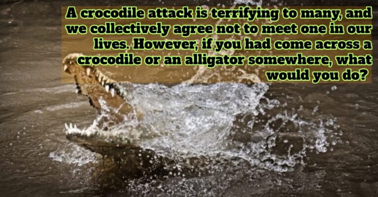 crocodile attack