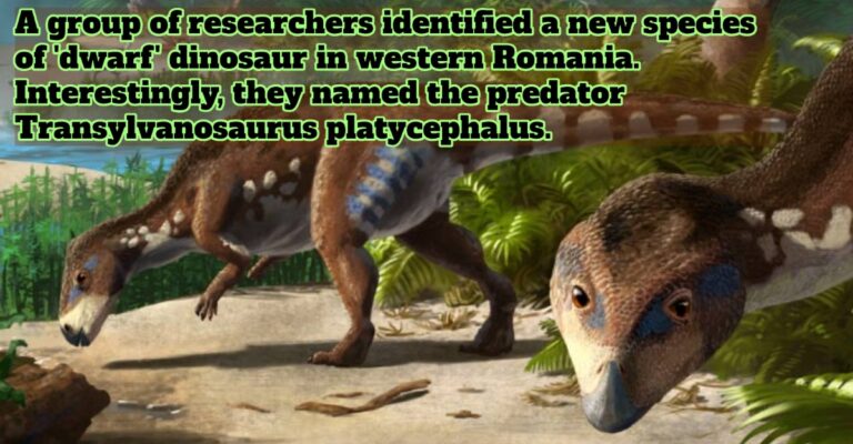 dinosaur