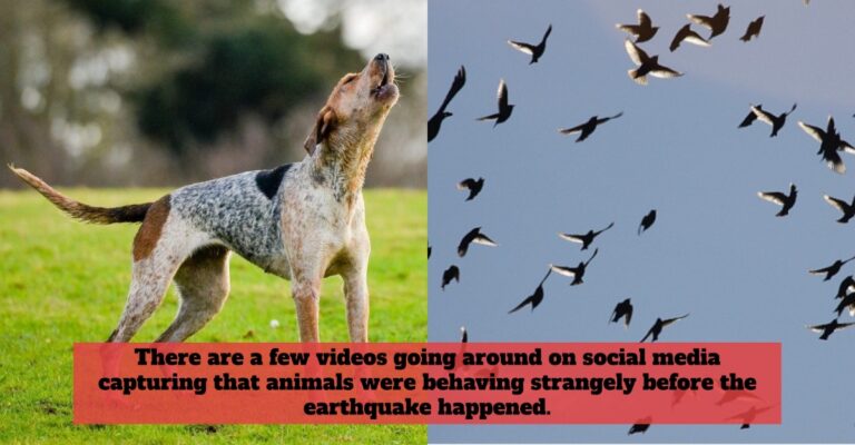 earthquakes